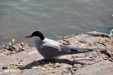 A cute common tern is on a rocky beach in bright summer day.