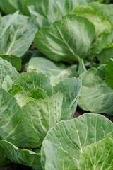 Organic selected cabbage. Growing cabbage.
