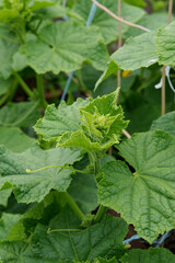 Cucumbers grow in the garden in a greenhouse. Green leaves and flowers.