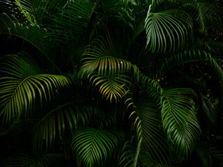 Tropical palm leaves green nature view decoration background texture.