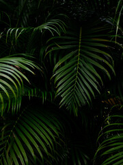 Tropical palm leaves green nature view decoration background texture.