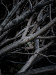 Fototapeta premium Natural dry leaves. Dead tree branches. nature wallpaper texture background.