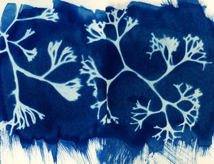 Fine art Cyanotype of a single piece of seaweed