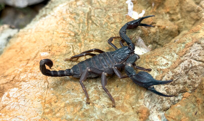 The black scorpion is a poisonous species and lives in cool places.