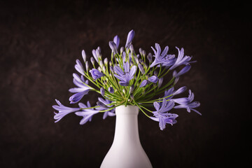 Fiori blu violetti di Agapanto (Agapanthus), still life con bottiglia in ceramica bianca in primo...