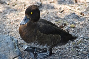 A cute female tufted duck is standing on a beach in sunny summer day.