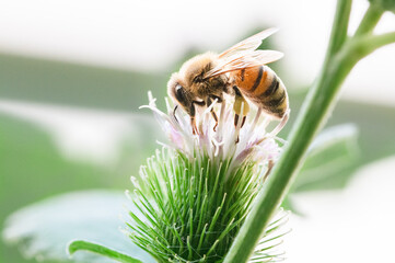 A honey bee foraging on a Arctium flower