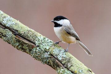 Obraz premium Carolina Chickadee