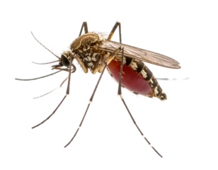 A common mosquito with a distended, blood-filled abdomen rests, displaying its delicate anatomy.
