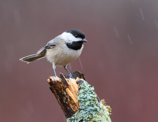 Obraz premium Carolina Chickadee