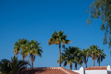 A row of palm trees are growing on a roof. The sky is clear and blue. The palm trees are tall and green