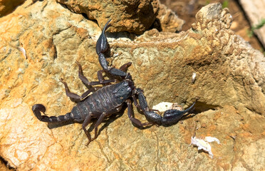 The black scorpion is a poisonous species and lives in cool places.