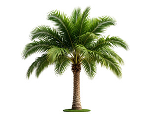Obraz premium A vibrant green palm tree stands tall, its lush fronds creating a tropical silhouette.