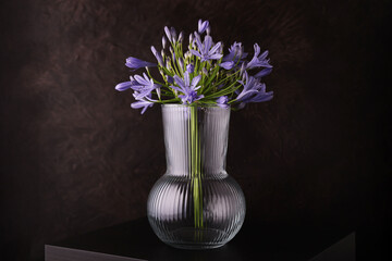 Fiori blu violetti di Agapanto (Agapanthus), composizione in primo piano, con vaso trasparente su...