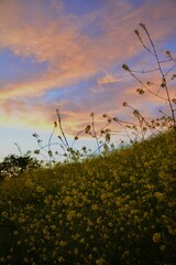 Sunset over Meadow