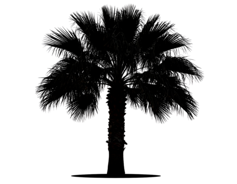 Majestic tropical palm tree stands tall, its intricate fronds softly outlined against the darkness.