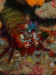 close up of a Mantis shrimp