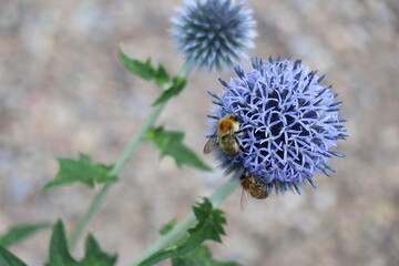 A large blue globe thistle flower with two bees collecting nectar. The background is softly blurred with additional globe thistles, creating a natural, dreamy scene.