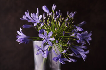 Fiori blu violetti di Agapanto (Agapanthus), composizione in primo piano, con vaso trasparente su...