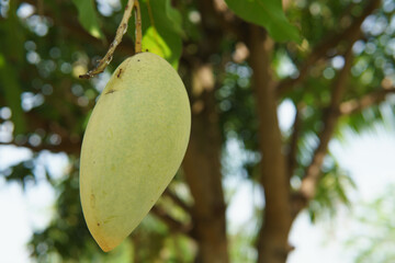 Mangoes grown naturally without chemicals, so the skin of the fruit is not beautiful.