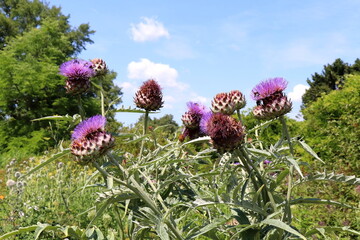 Blooming purple artichoke thistles with a bee collecting nectar, set against a vibrant green garden and a bright blue summer sky.