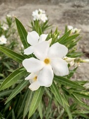white flowers in the forest