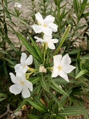 Obraz premium white flowers in a garden