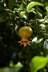 An unripe pomegranate on a branch. Italy.
