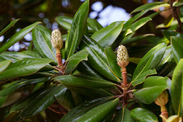 Southern magnolia fruits among glossy foliage.