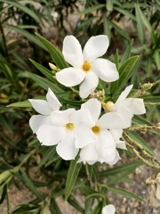 white flowers in the park