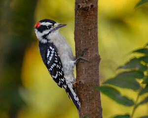 Obraz premium Downy Woodpecker