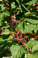 Close-up of fresh red and black ripe organic blackberries