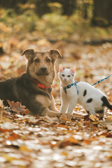 Friends in the autumn forest. Dog and cat: an unusual friendship
