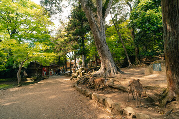  Nara, Japan - 2 may 2025 tourists with Deers animal