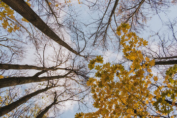 Golden maple leaves against a blue sky, golden autumn