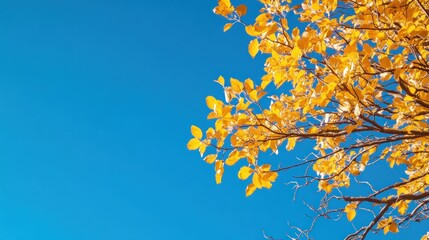 Obraz premium Autumn leaves against vibrant blue sky