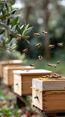 Wooden beehives sit in an olive grove, buzzing with activity as bees fly around, capturing the essence of pollination and beekeeping
