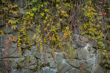 Stone wall with wild grape branches with autumn yellow leaves
