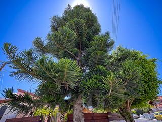 palm tree with blue sky