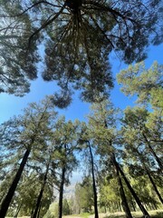 Obraz premium trees and sky