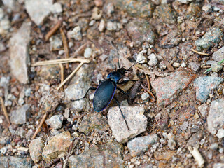 Carabe violet (Carabus violaceus). Coléoptère au corps allongé entièrement noir à reflets...