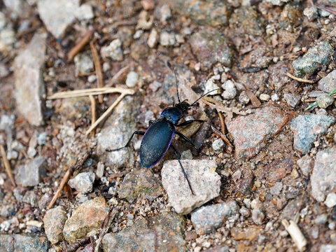 Carabe violet (Carabus violaceus). Col&eacute;opt&egrave;re au corps allong&eacute; enti&egrave;rement noir &agrave; reflets violac&eacute;, &eacute;lytres bleu-violet avec de longues pattes aptes et t&ecirc;te portant des mandibules
