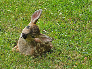 A newborn fawn in our yard