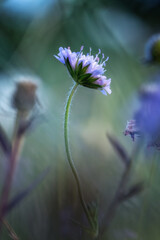 wild flower scabious in a meadow soft focus close up 