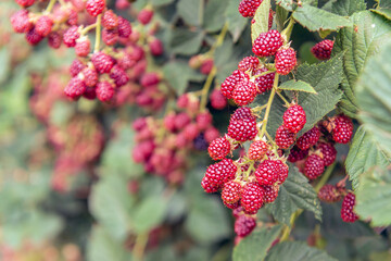A close-up of ripening glistening blackberries on a thornless blackberry bush in a Dutch garden....