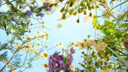 Camera movement , down top slow motion footage of flowers and herbs on a meadow moving in the wind with blue sky - Powered by Adobe
