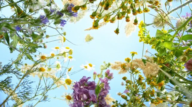 Camera movement , down top slow motion footage of flowers and herbs on a meadow moving in the wind with blue sky