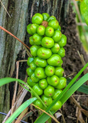 Wild plant with green berries