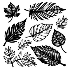 Black and White Botanical Illustration of Various Leaf Shapes and Patterns