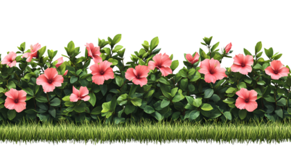 Pink Rose Bush isolated on transparent background